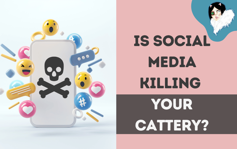 social media marketing killing your cattery featured image