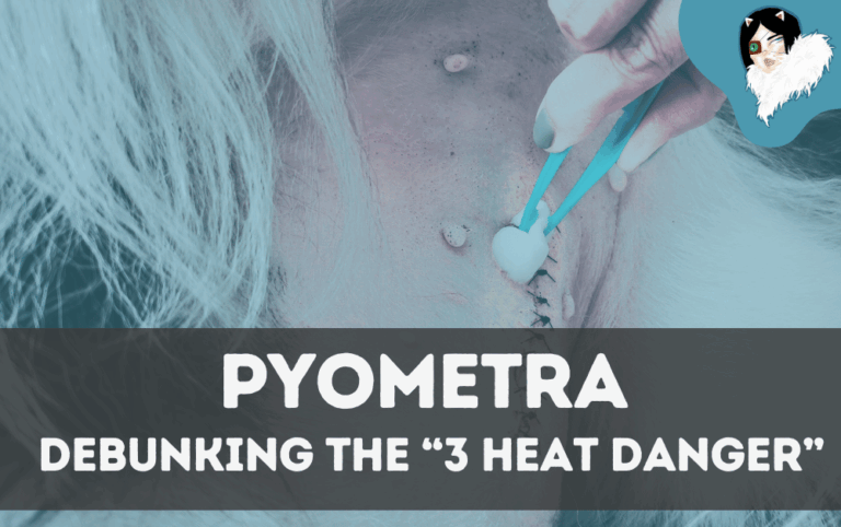 cats with pyometra