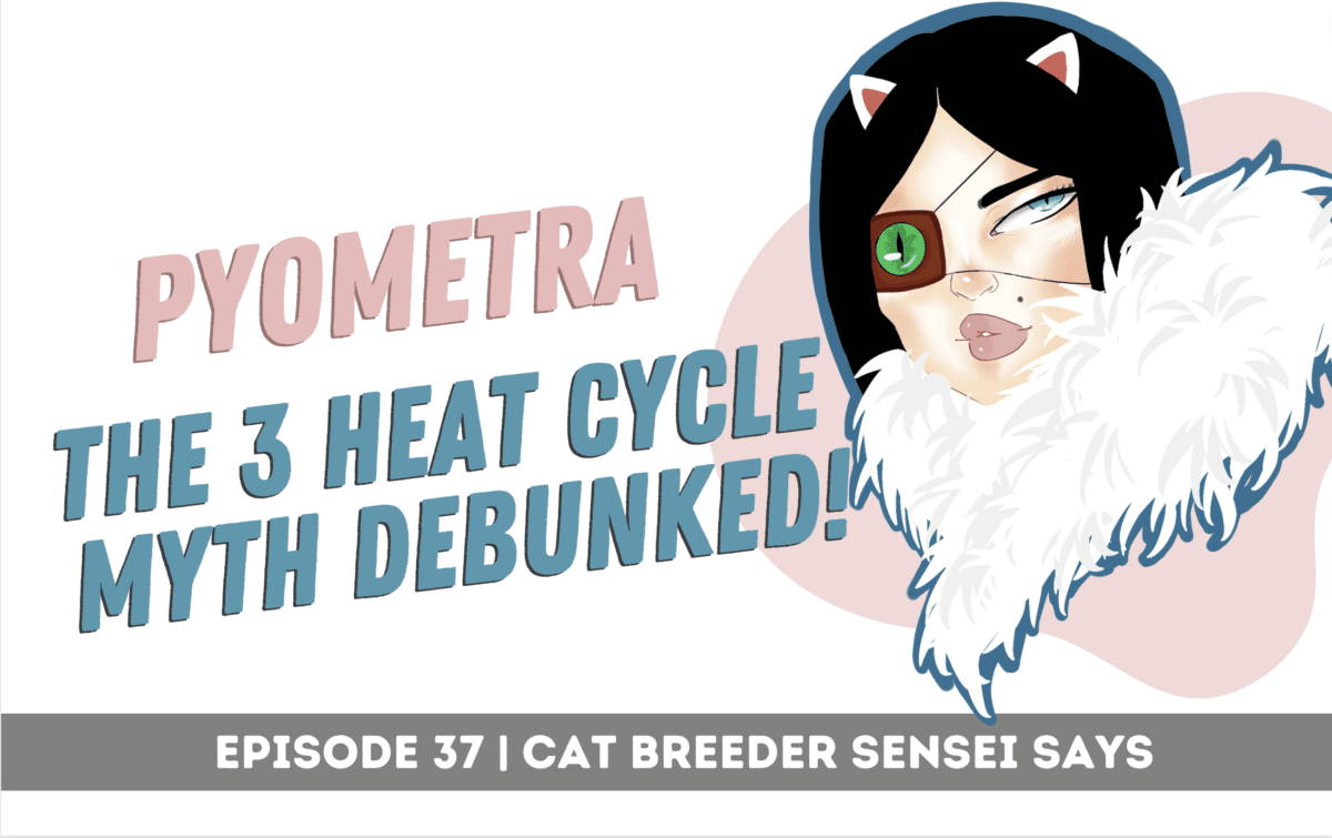 pyometra in cats podcast