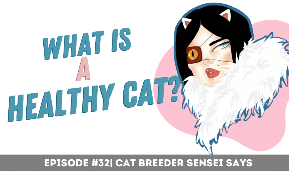 what is a healthy cat podcast episode 31