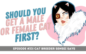 male or female cat first for breeding podcast 33