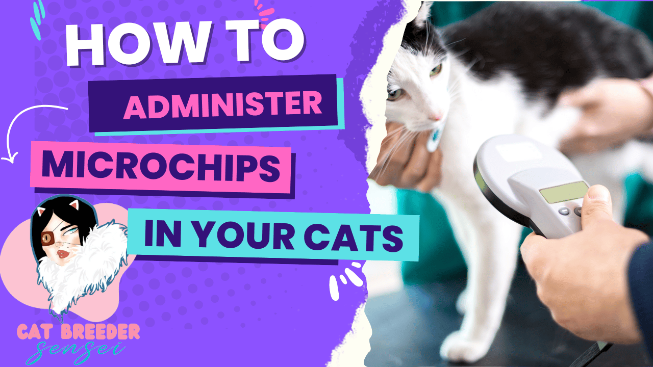 Microchips for Cats Easy “DoItYourself Tutorial”