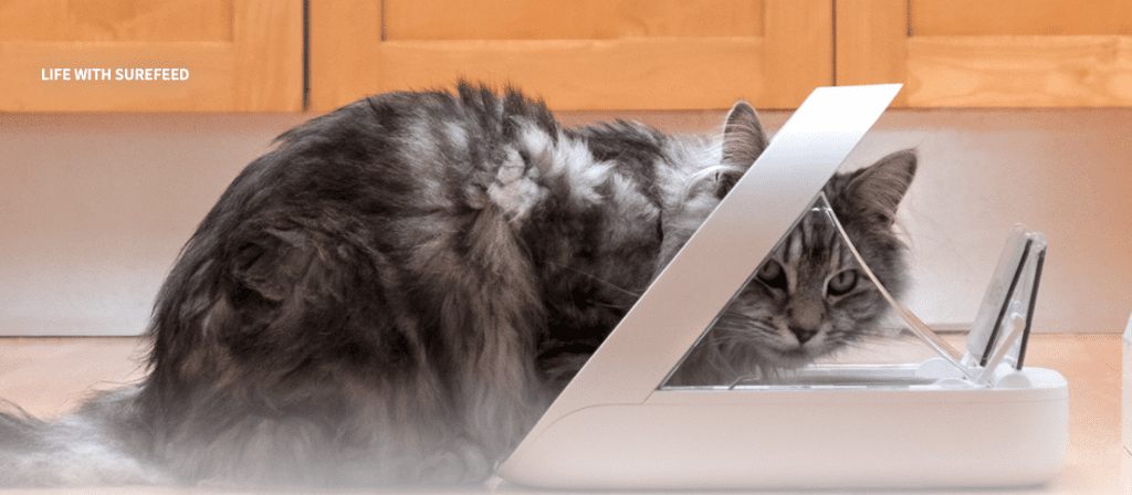 microchip-cat-feeder