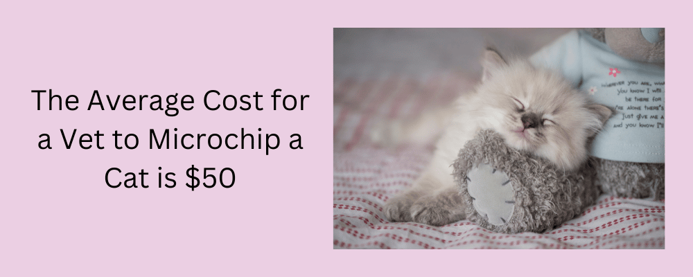 microchip-for-cats-cost