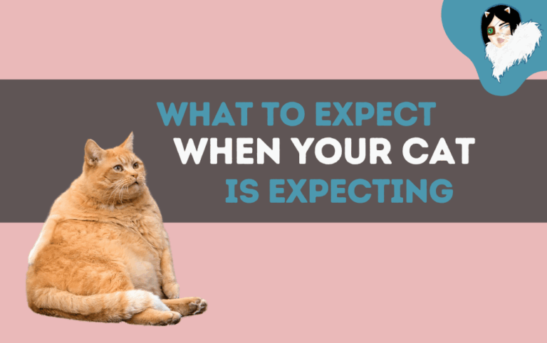 what to expect when your cat is exprcting featured image
