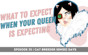 what to expect when your cat is expecting