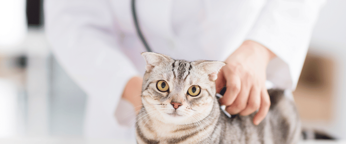 pedigree cat at the veterinarian stethescope