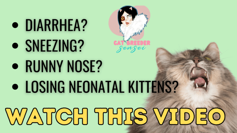 what to do if kittens are dying video