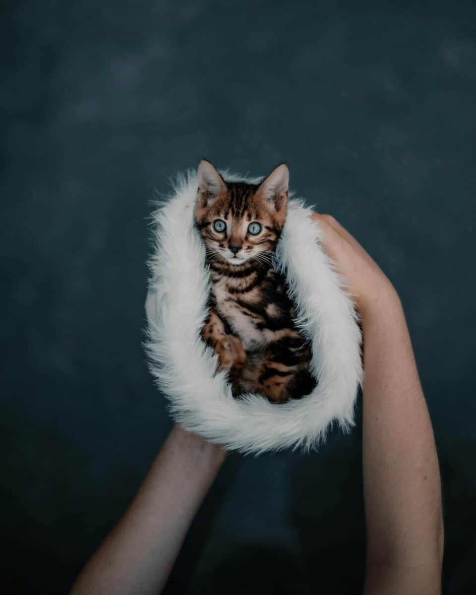 kitten in a fluffy blanket