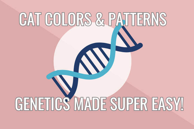 cat colors and patterns genetics made easy
