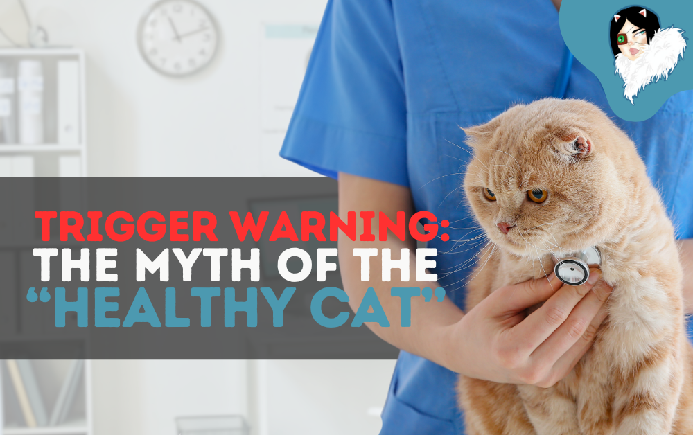 the myth of the healthy cat featured image blog post