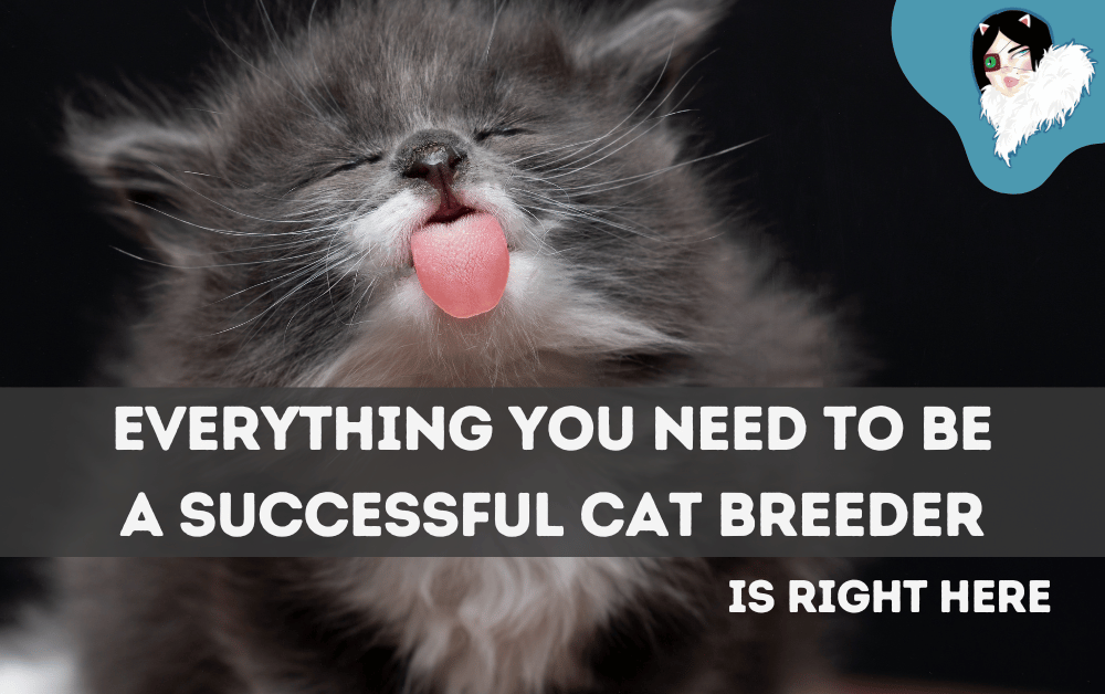 successful cat breeder