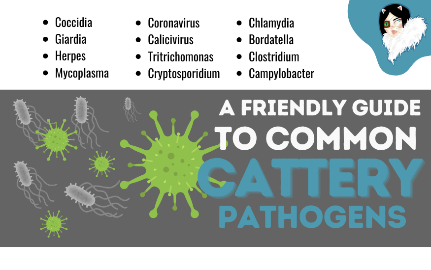 cattery-pathogens-featured-image