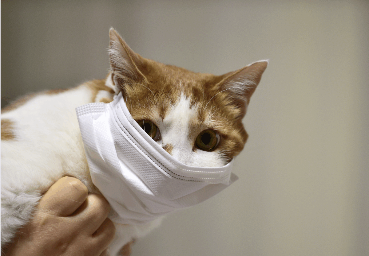 cat in quarnatine with a mask on