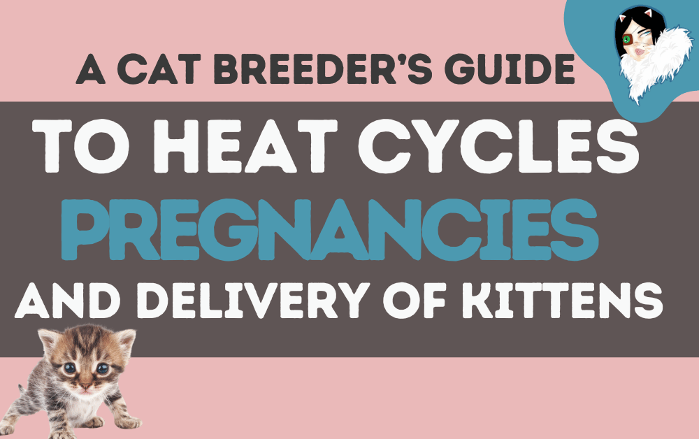 heats-pregnancies-birthing-kittens-featured-image