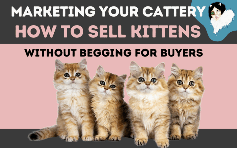 Marketing your cattery featured image