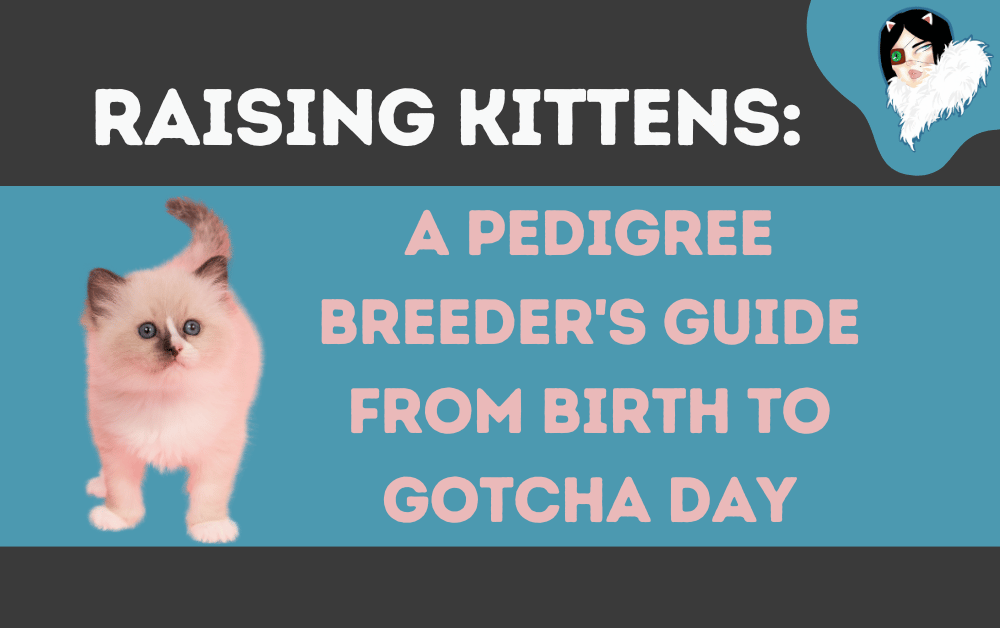 raising kittens featured image