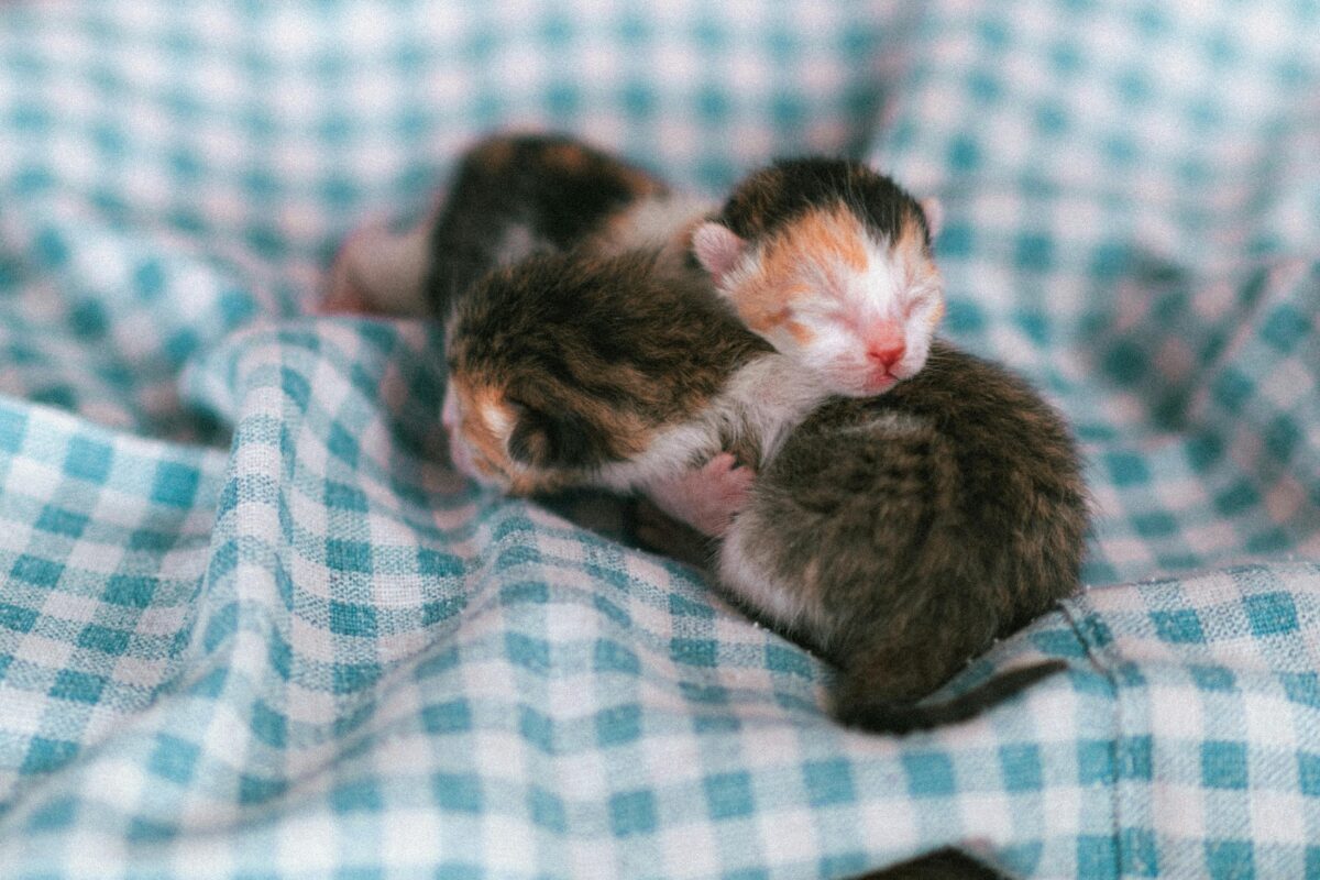 pexels-photo-29125764-29125764 Three newborn kittens snuggling on a cozy blue checkered blanket.
