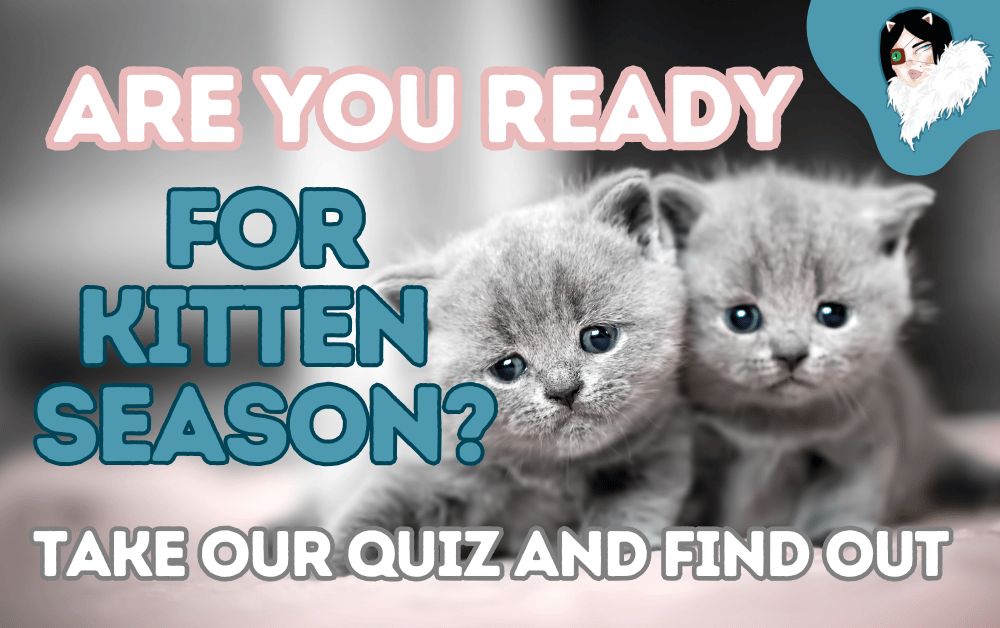 are you ready for kitten season featured image
